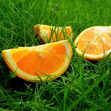 cuts, Green, grass, orange