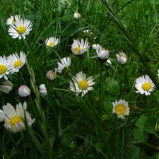 daisies, grass