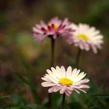 daisy, grass