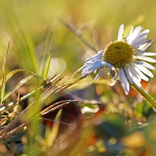 daisy, grass