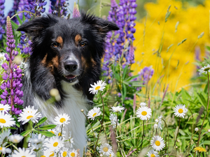 Flowers, dog, daisy, grass, lupine, Border Collie
