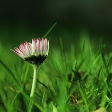 daisy, grass