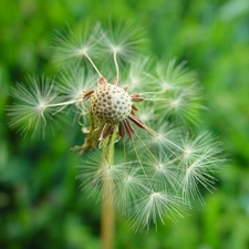 dandelion, grass