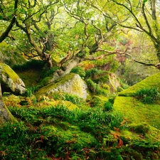 trees, forest, viewes, grass, County Derbyshire, England, Stones, Peak District National Park, Moss