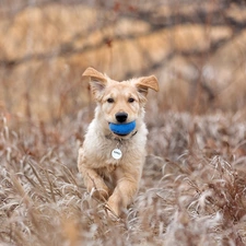 dog, Ball, grass, dog-collar