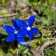 little doggies, flowers, grass, Blue