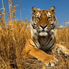 grass, tiger, dry