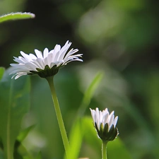 grass, daisies, flakes