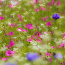 grass, Meadow, Flowers