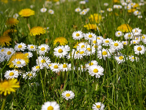 nuns, grass, Flowers, daisies, Spring