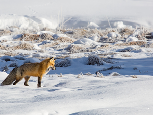 snow, grass, Fox, winter, ginger