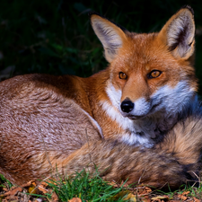 grass, lying, Fox