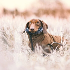 grass, White frost, dachshund, clothes, dog