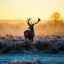 grass, deer, frosted