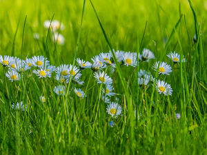 Green, Flowers, daisies, grass