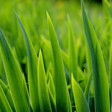 grass, juicy, Green