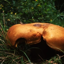 grass, Mushrooms, Hat