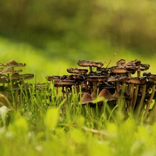 grass, mushrooms, hats
