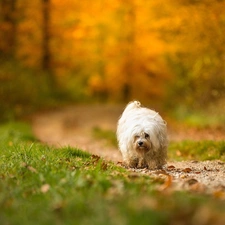 Havanese, Path, grass, forest