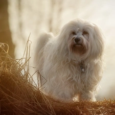 Havanese, grass