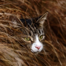 mouth, grass, Head, White, cat