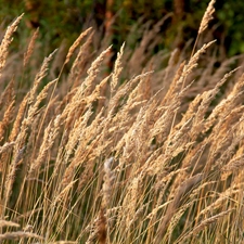 inflorescence, grass