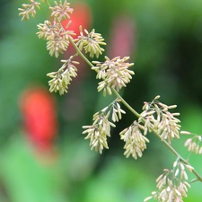 inflorescence, grass