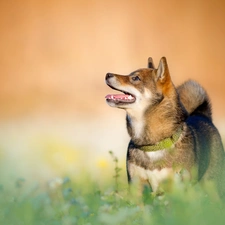 dog, dog-collar, grass, Shiba inu