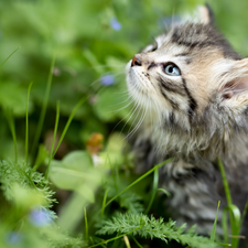 Eyes, grass, kitten, Blue, small