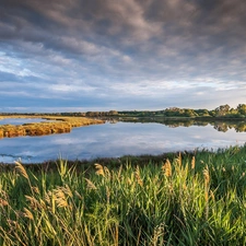 lake, grass