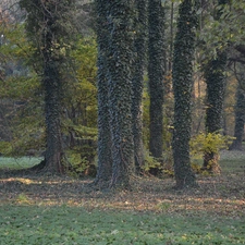 Wooded, trees, grass, Leaf, ivy, viewes