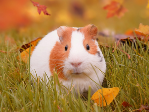 Leaf, guinea pig, grass