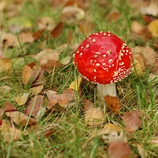 grass, toadstools, Leaf