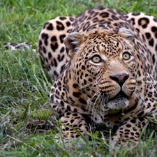 Leopards, grass