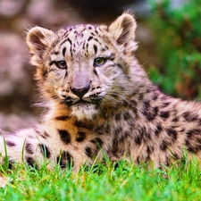 grass, young, snow leopard