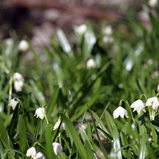 Leucojum, grass