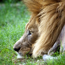 Lion, grass