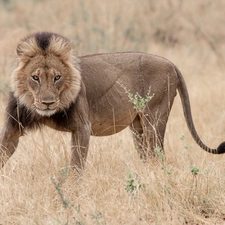 grass, young, Lion