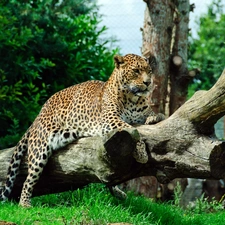 grass, Jaguar, Logs