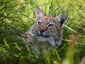 grass, Head, Lynx