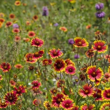 Meadow, Flowers, grass, color