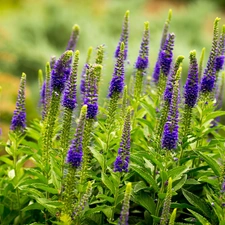 Meadow, Flowers, grass, purple