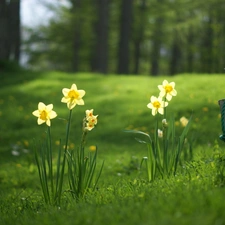 trees, viewes, car in the meadow, grass, narcissus