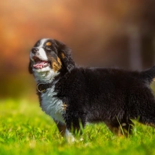 Puppy, Meadow, grass, Bernese Mountain Dog