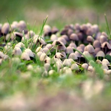 mushrooms, grass