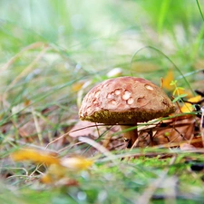 Mushrooms, leg, grass, Hat