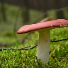 Mushrooms, grass