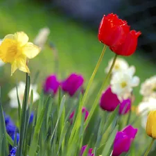 grass, Tulips, narcissus