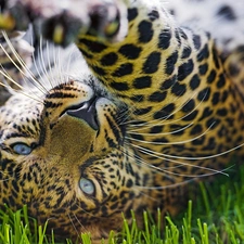 grass, Leopards, paw