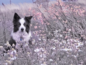 Meadow, dog, Plants, grass, Flowers, Border Collie
